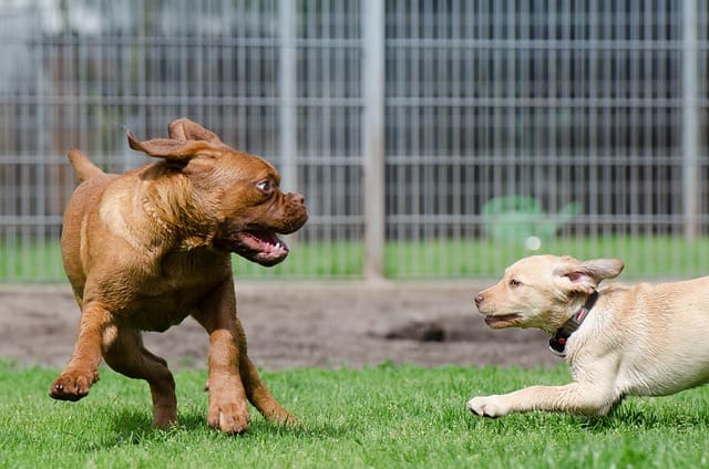 koehler dog training video