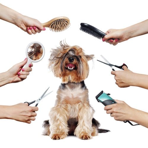 dog grooming places near me with good reviews