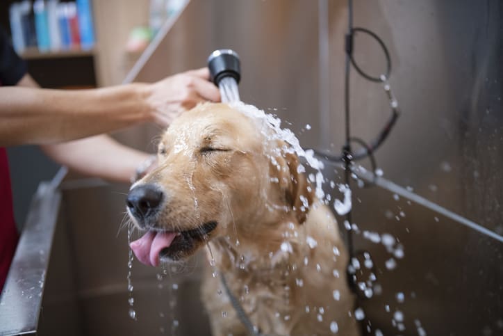 steps in bathing a dog