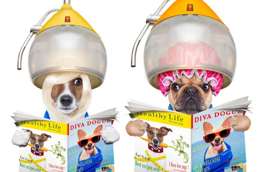 dog grooming kit for small dogs