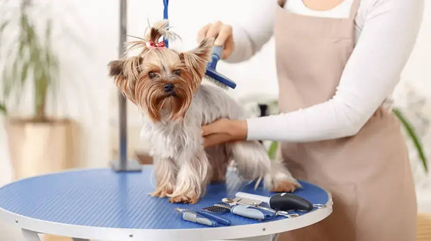 dog grooming places near me prices