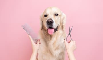 dog grooming table arm