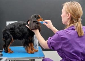 dog grooming in mckinney