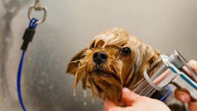 steps in bathing a dog