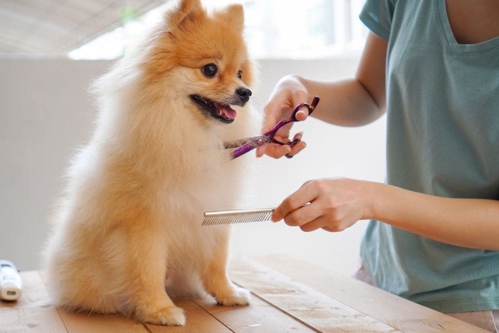 dog grooming shop software