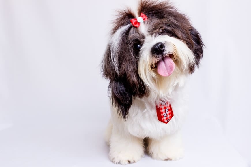mobile dog grooming vancouver