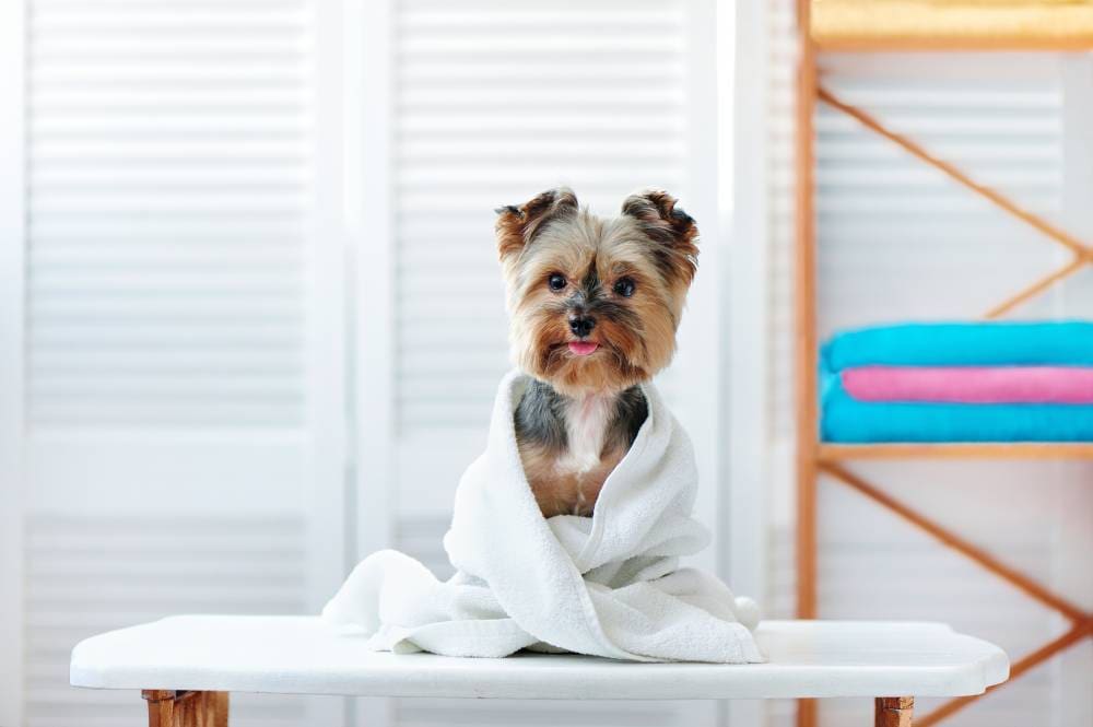 dog grooming tables clearance
