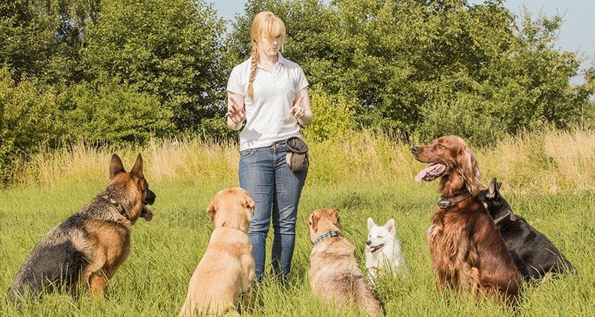 top 10 dog training tips