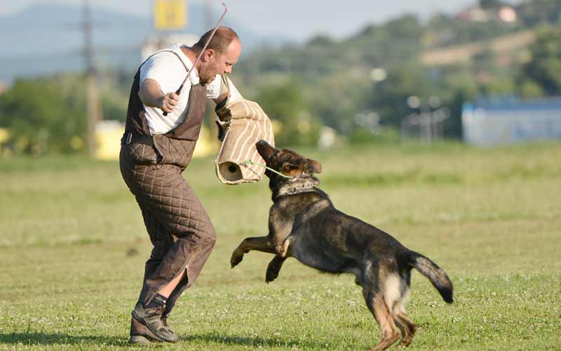 dog training problem behavior