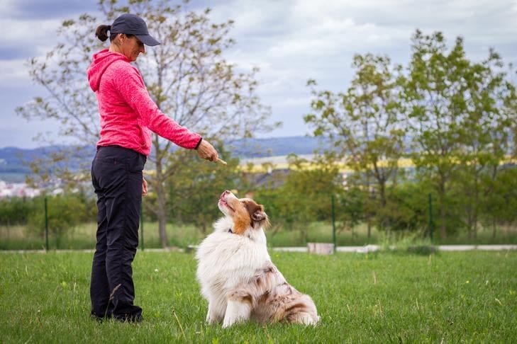 how to train a dog for toilet