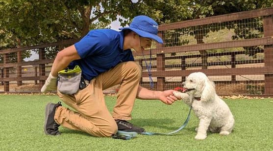 dog training videos zack