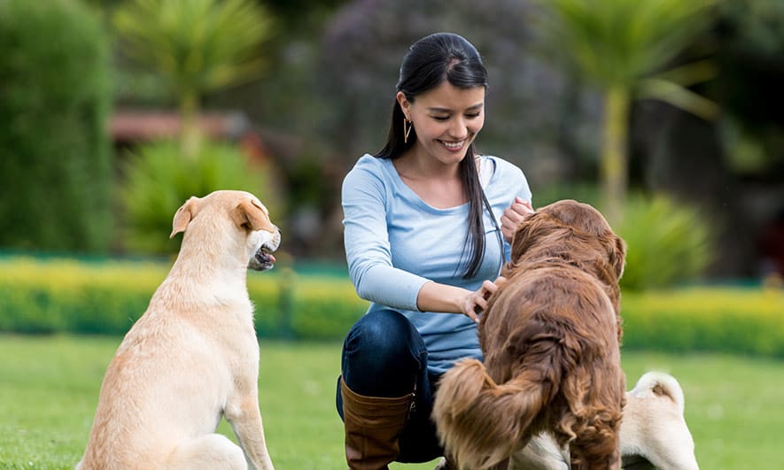 dog training tips for aggressive behavior