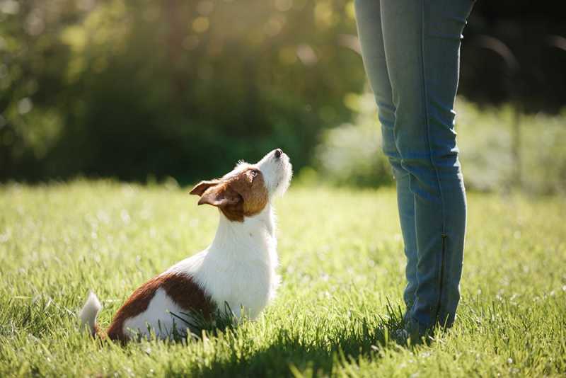 dog training tips to stop biting