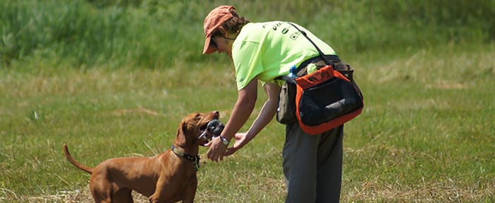 dog training tips jumping