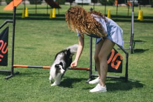 dog training classes