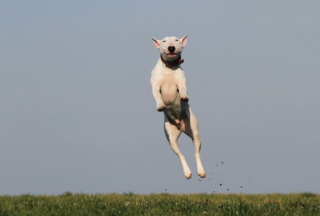 training a dog to stop biting