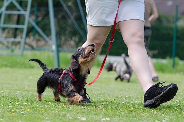 dog training pads costco