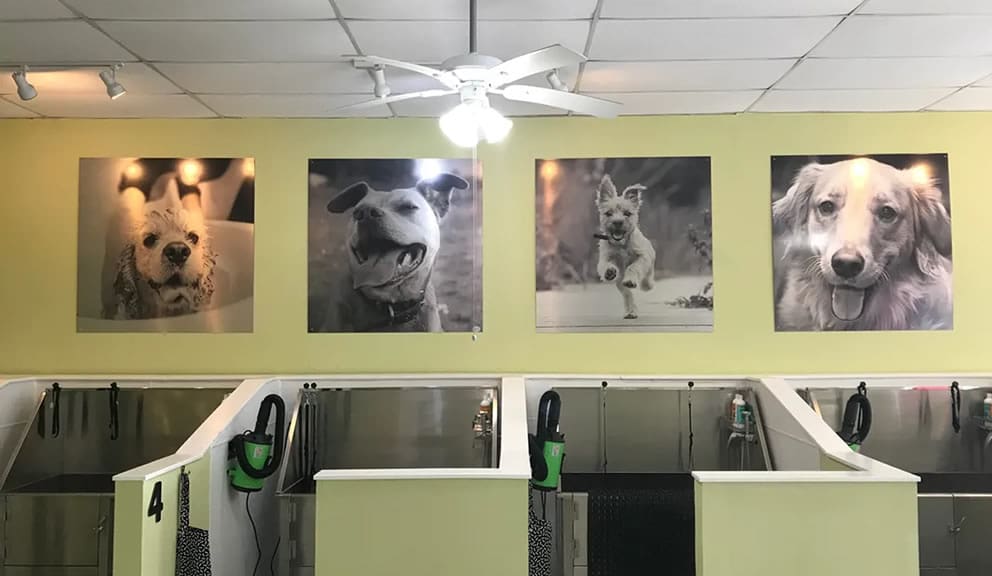dog grooming places near me with good reviews