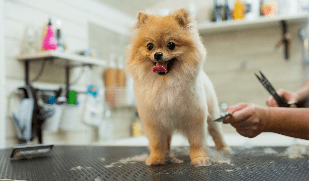 dog grooming kit for small dogs