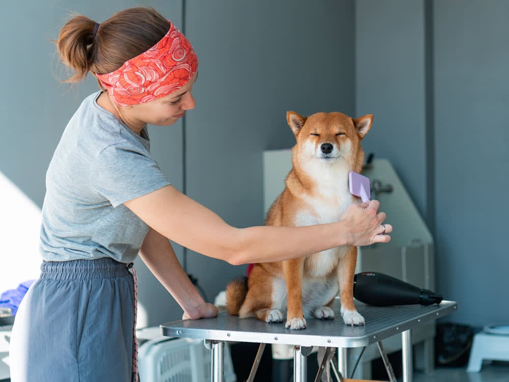 dog grooming tables clearance