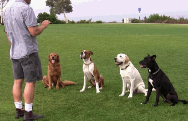 dog training videos walking on a leash