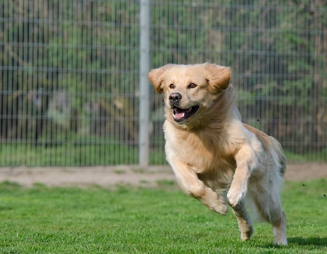 dog training techniques to stop jumping