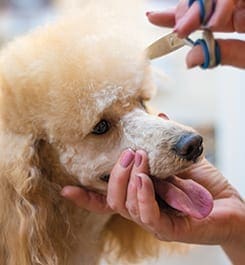 Dog Grooming