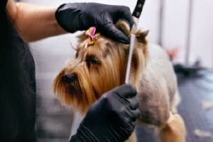 chewy dog grooming