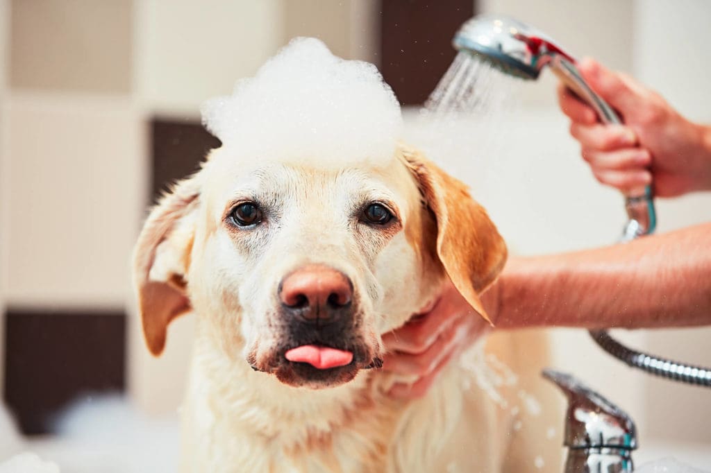 dog grooming basics 101 for pet groomers