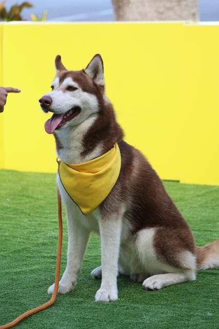 dog training collars ebay