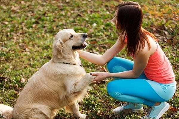 Best Training Tips for Working Dogs