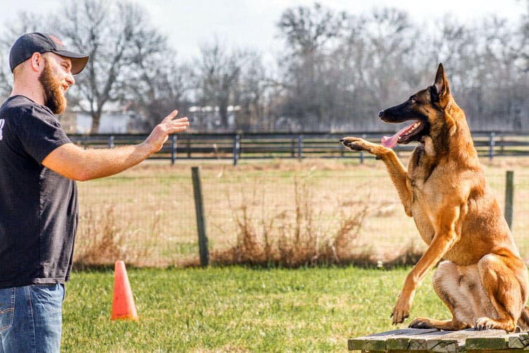 dog training images