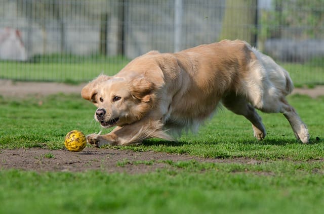 puppy training biting