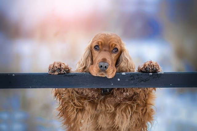 dog training school