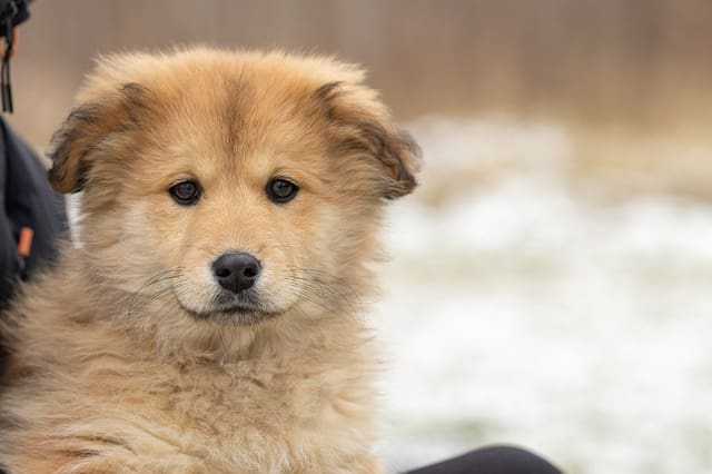 puppy adoption free dogs in my area today