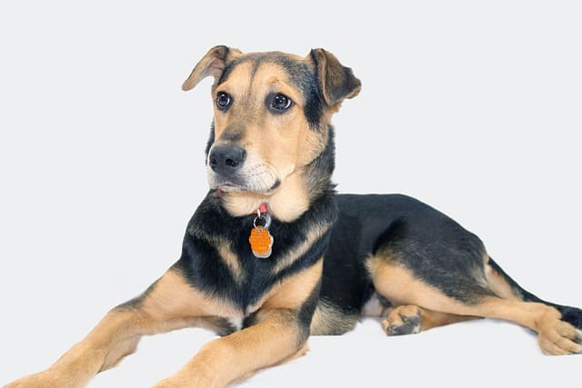 maltese puppy for sale houston tx adoption