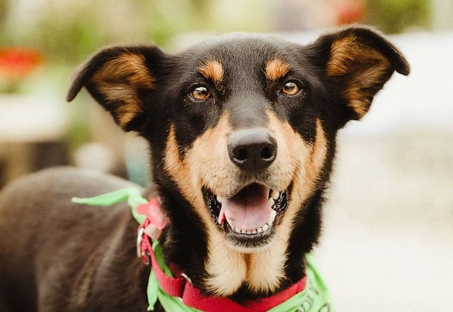 dog adoption anaheim