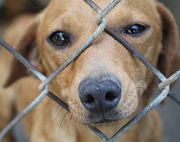dog rescue ct adoption