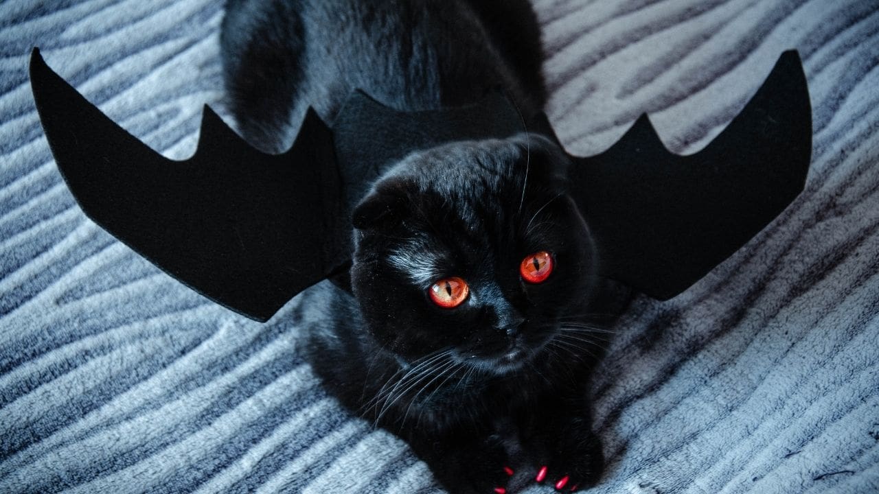 halloween costume for cats