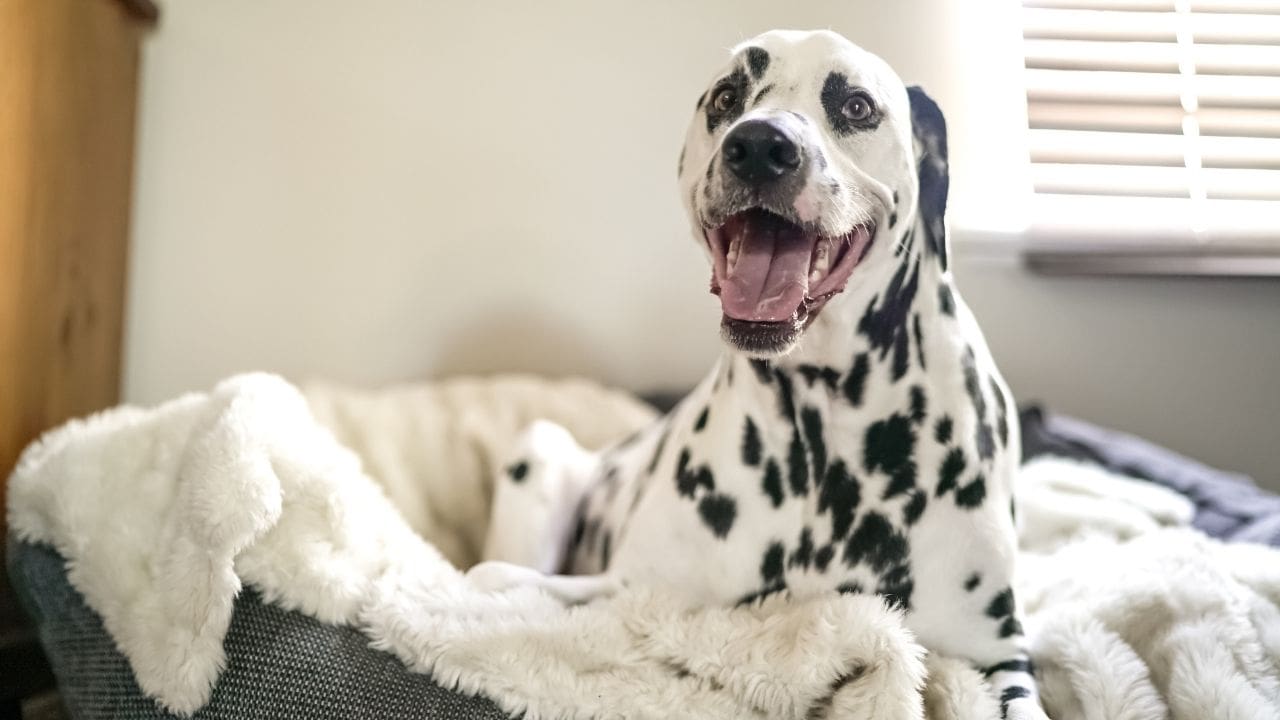 diy pet costumes for dogs