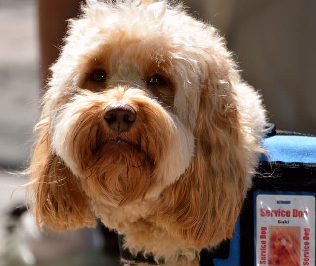 Teaching Your Dog to Pick Up Trash: A Comprehensive Guide